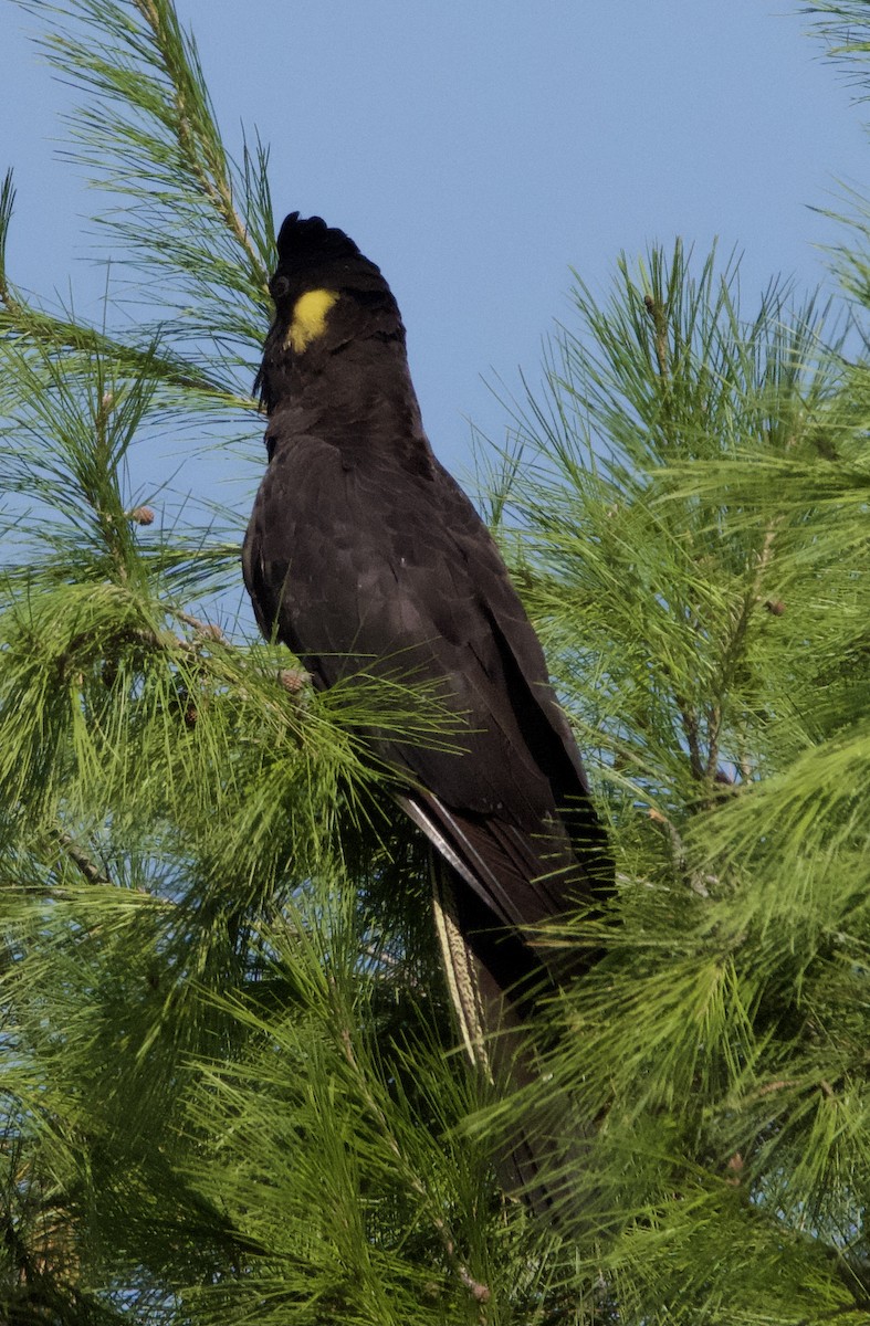 Yellow-tailed Black-Cockatoo - ML548916781