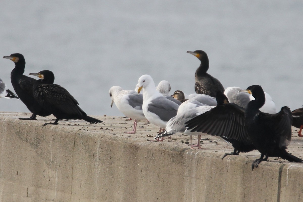 Herring Gull (Mongolian) - ML548917131