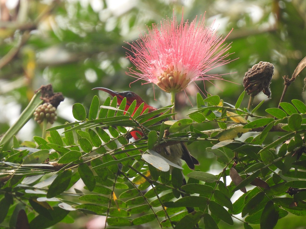 Crimson Sunbird - Kalyani Kapdi