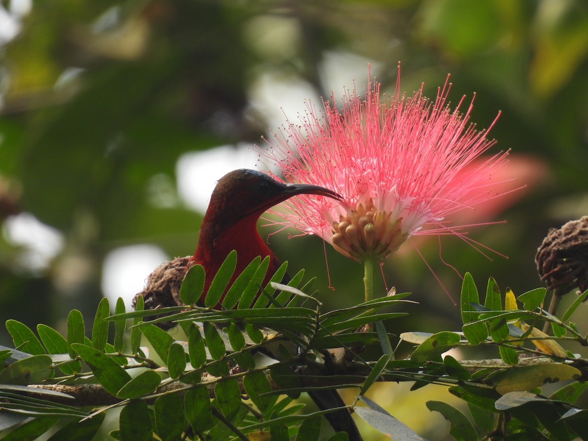 Crimson Sunbird - Kalyani Kapdi