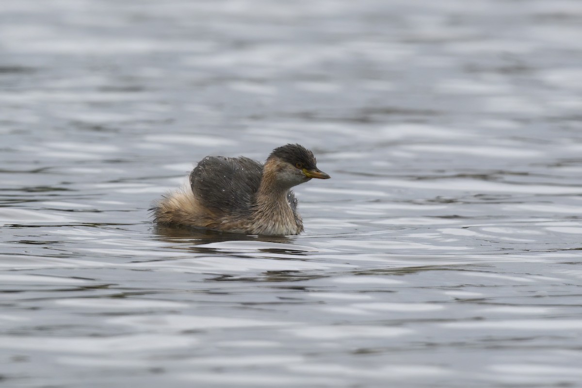 Australasian Grebe - Nathan  Ruser