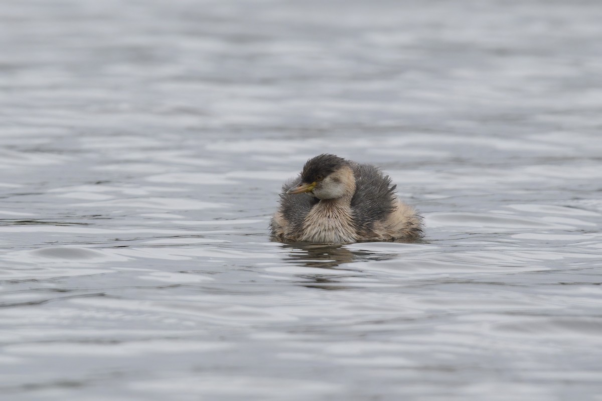 Australasian Grebe - ML548918891