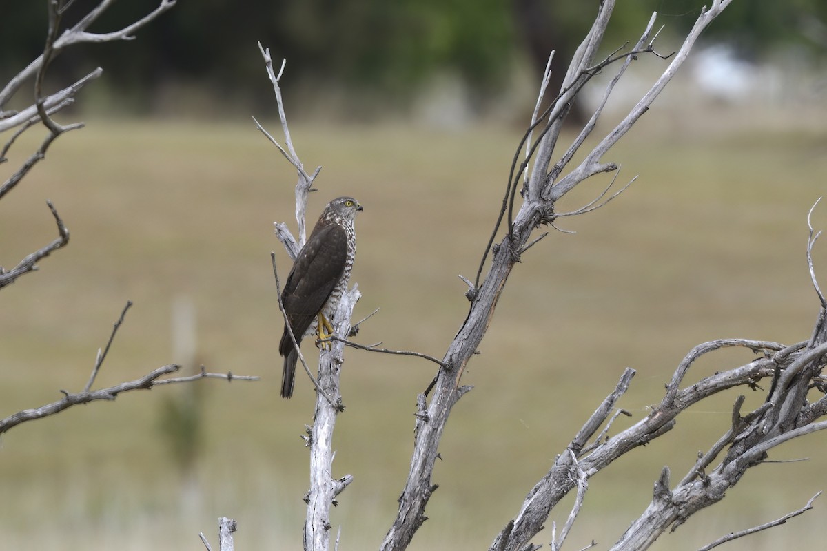 Brown Goshawk - ML548919251