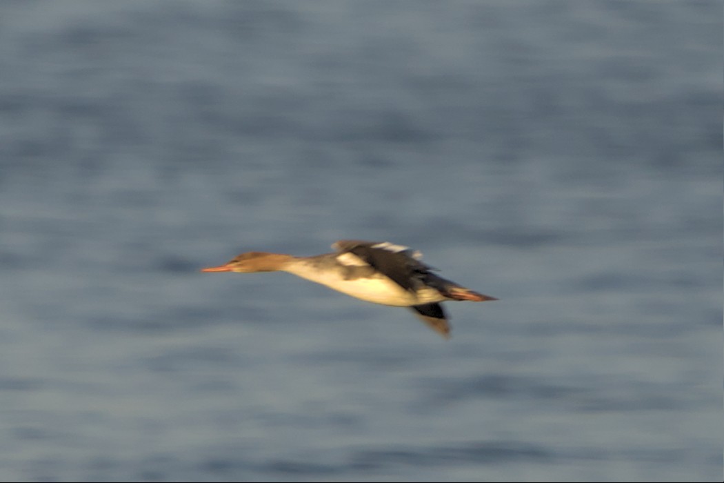 Red-breasted Merganser - ML548920111