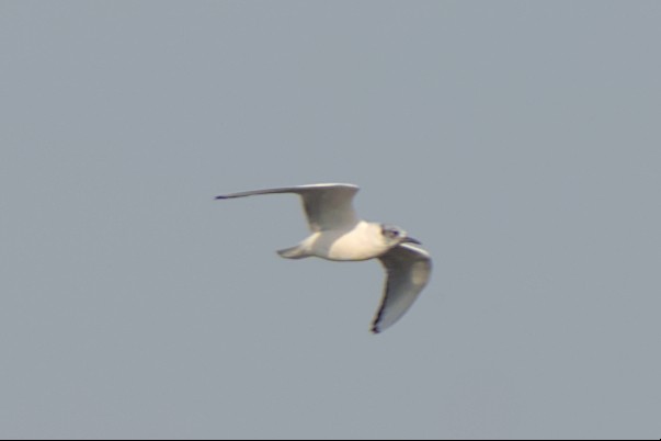 Mouette de Bonaparte - ML548920121