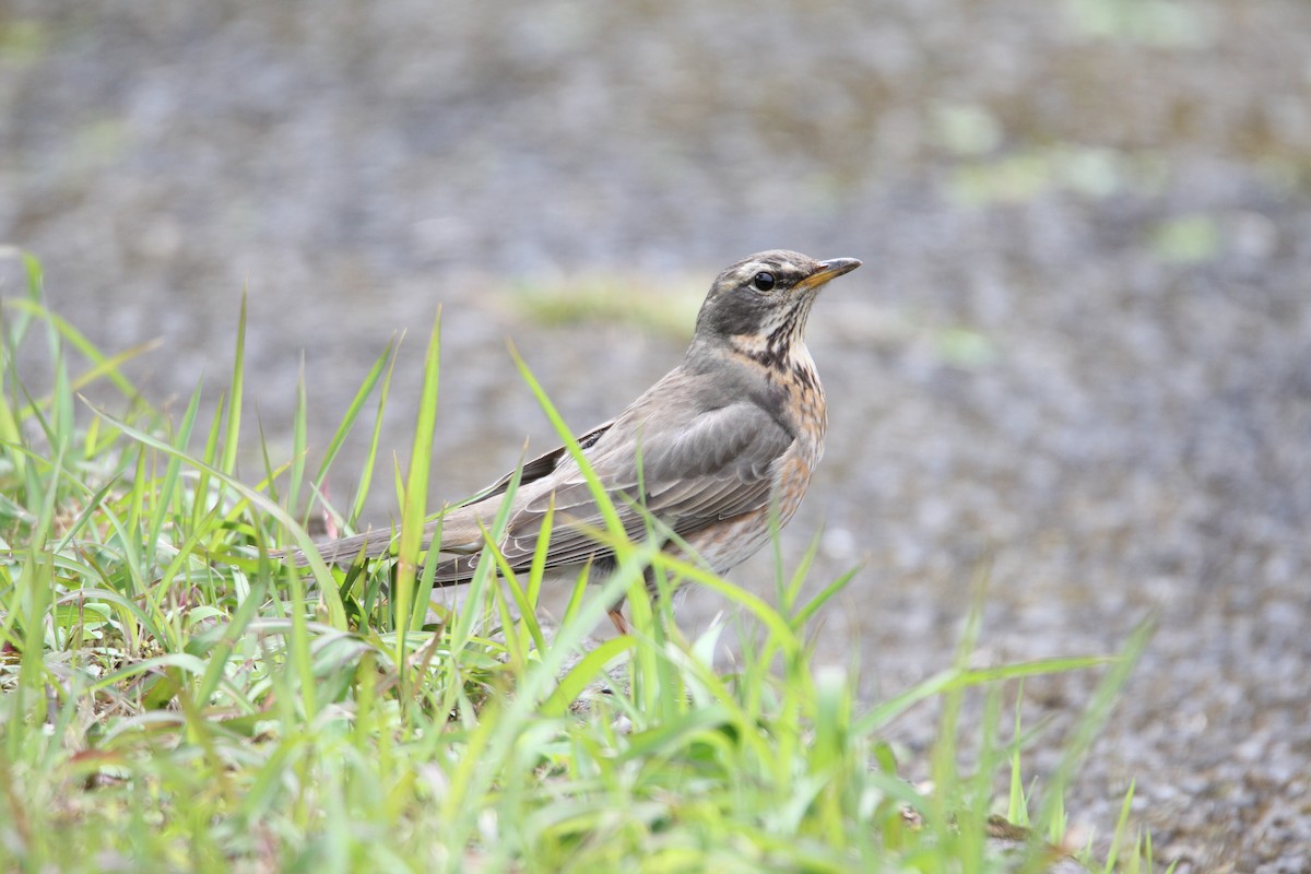 Naumann's Thrush - ML548920521