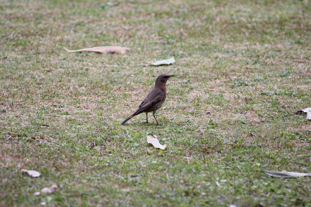 Naumann's Thrush - ML548920531