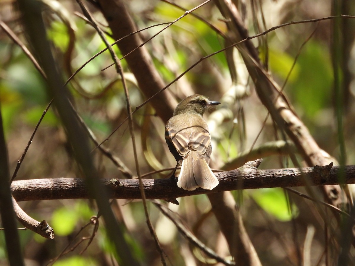 Fuscous Flycatcher - ML548920561