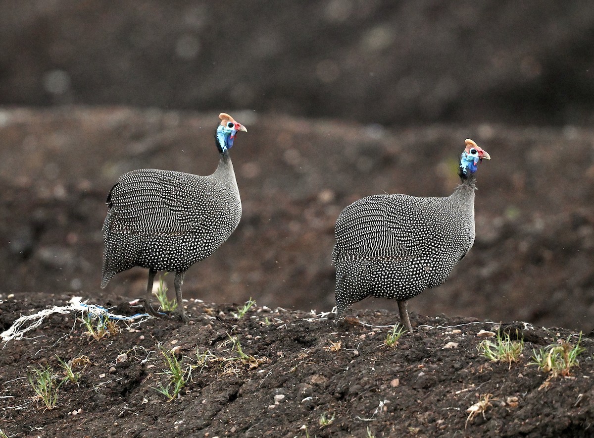 Helmeted Guineafowl - ML548921801