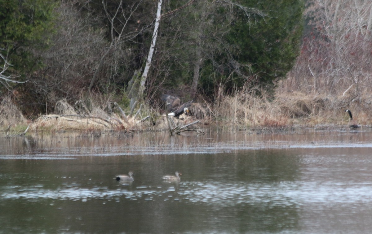 Weißkopf-Seeadler - ML54892261