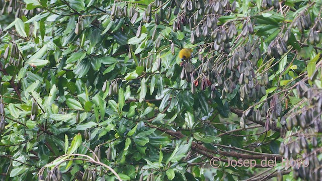 Black-faced Grosbeak - ML548923331