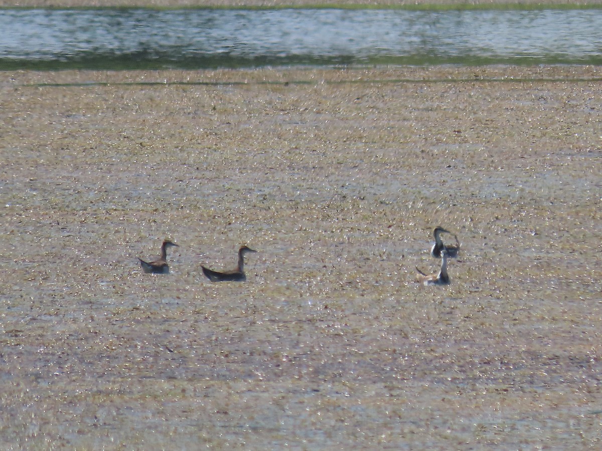 Pheasant-tailed Jacana - ML548924661