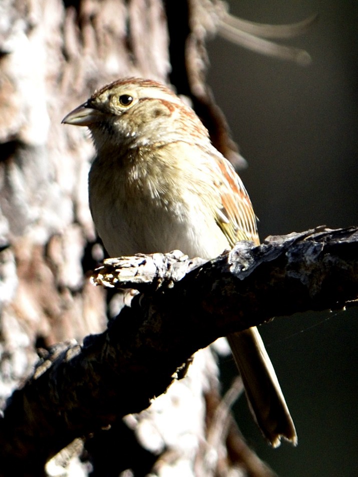 Bachman's Sparrow - ML548925061