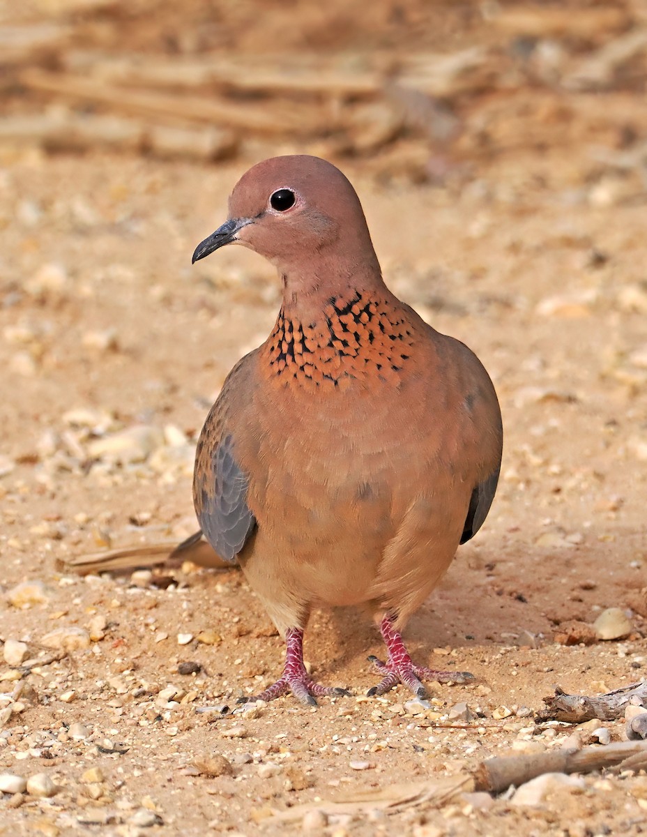 Laughing Dove - ML548926701