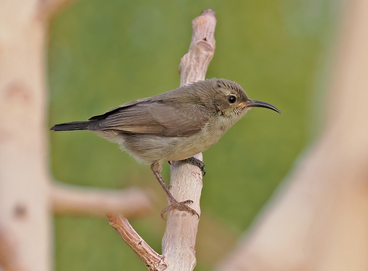 Palestine Sunbird - ML548926861