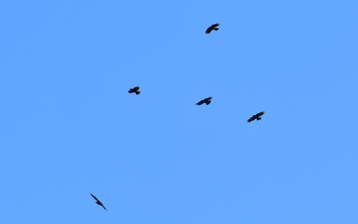 Red-billed Chough - ML548927351