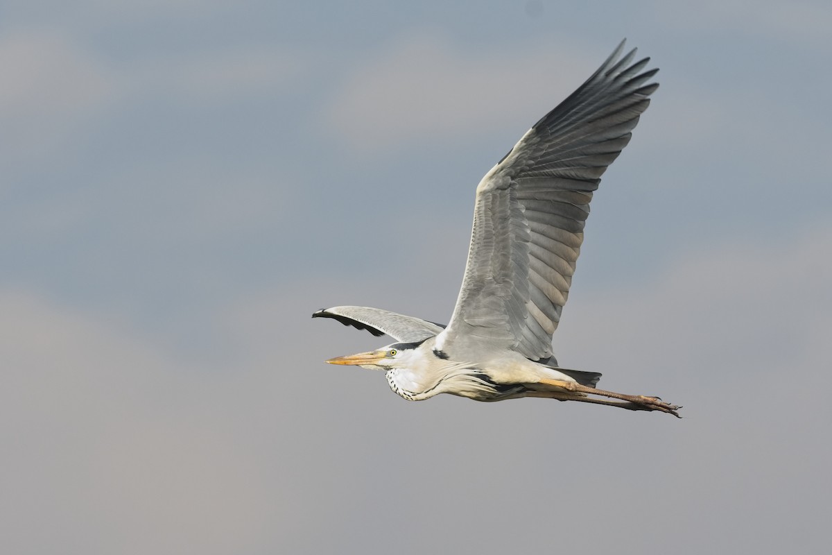 Gray Heron - ML548927511