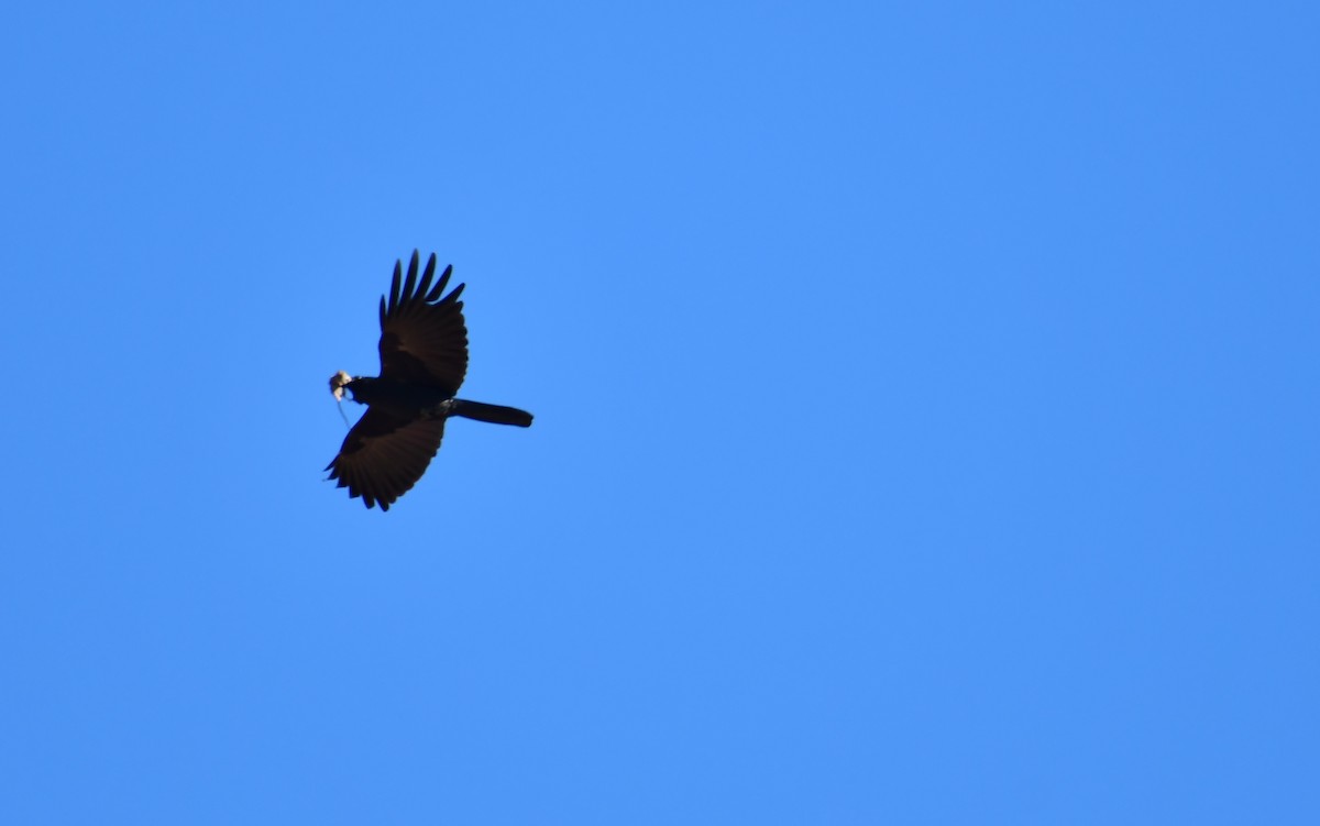 Corbeau à gros bec - ML548927821