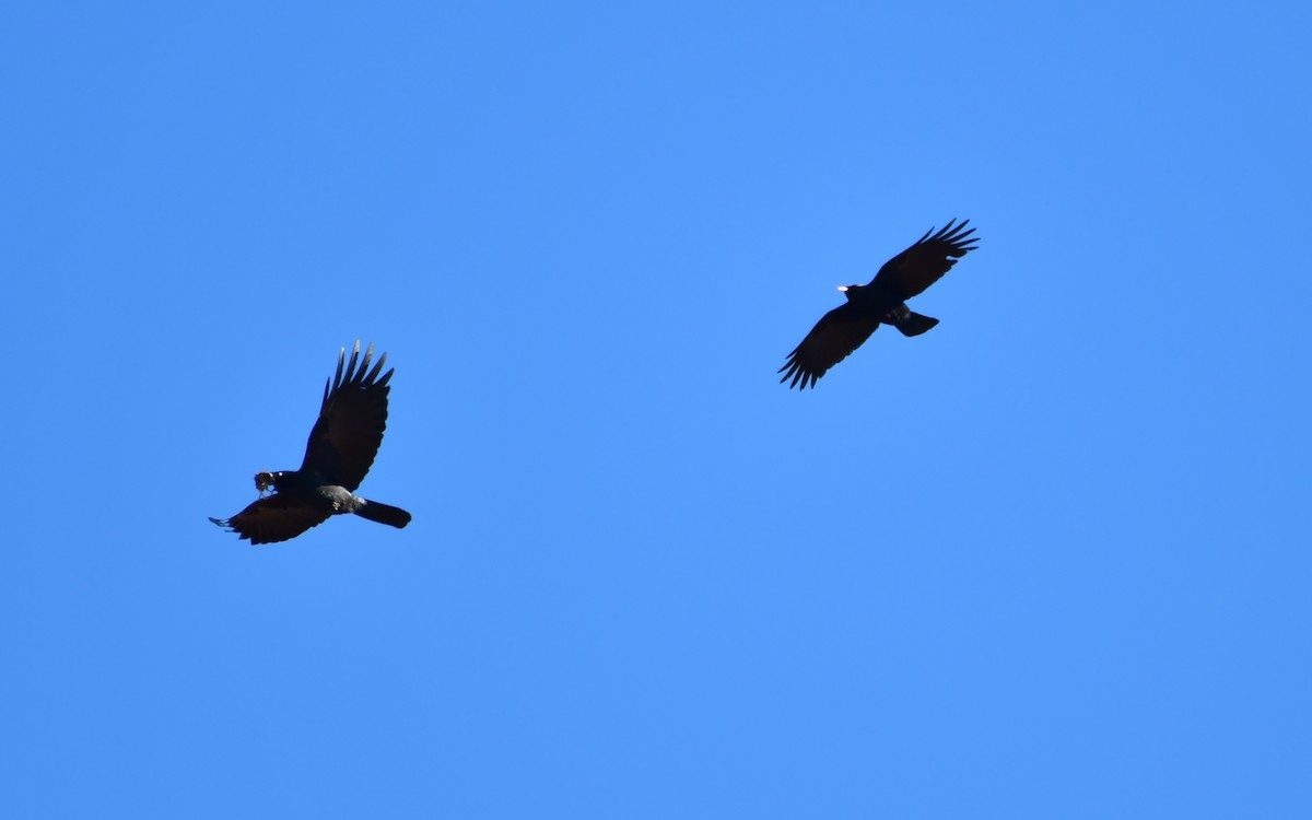 Large-billed Crow - Rathish  RL