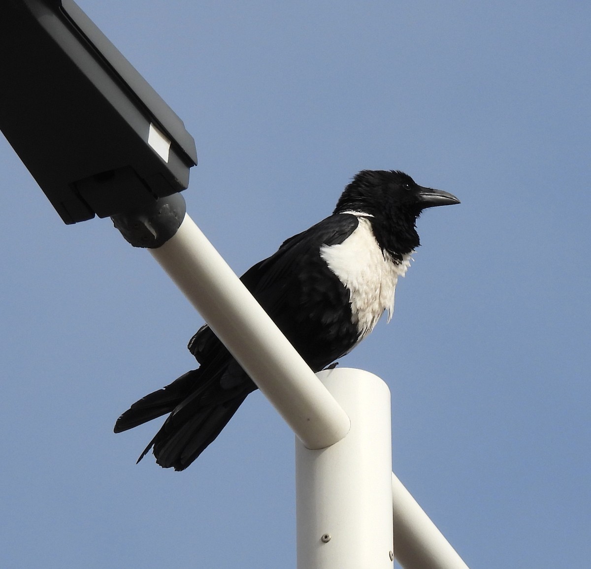 Pied Crow - ML548928181