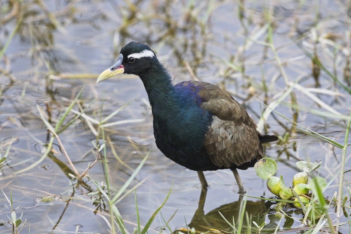 Bronze-winged Jacana - ML548928471