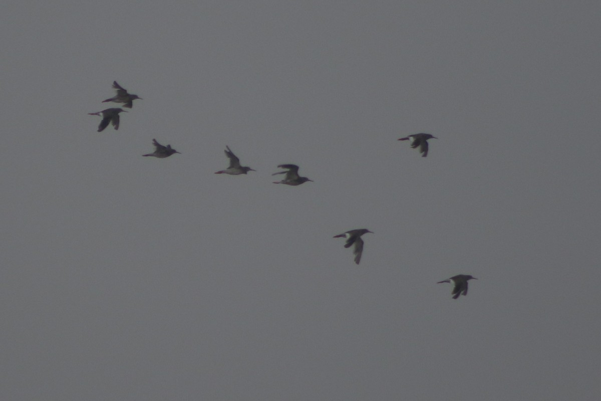 Common Redshank - ML548929881