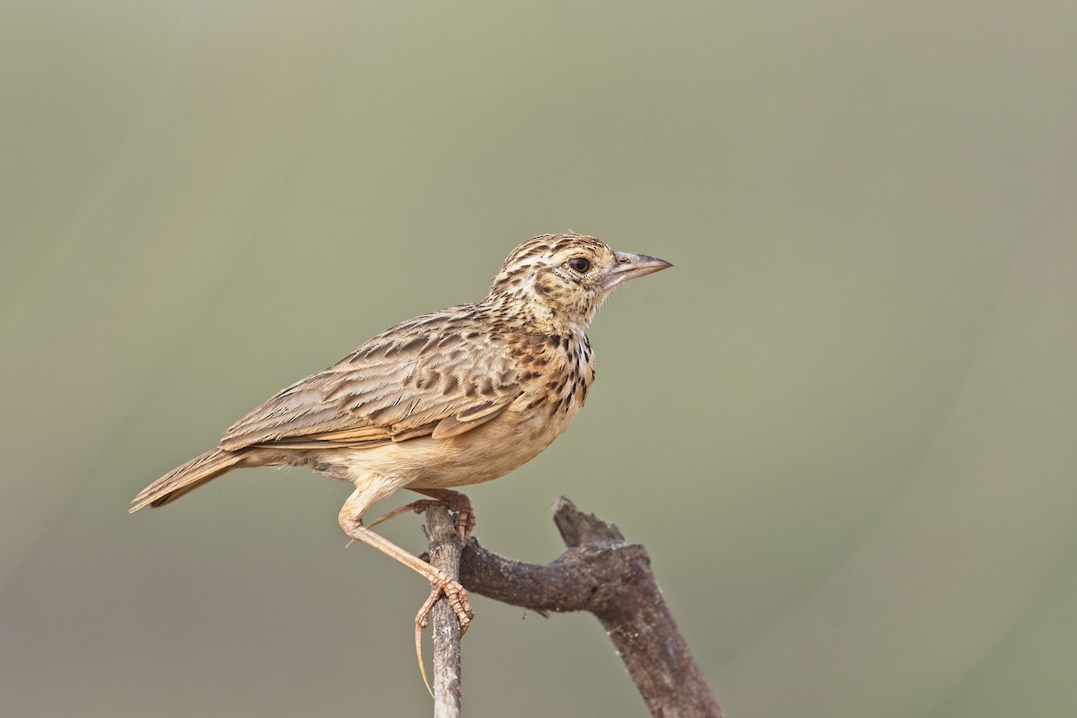 Jerdon's Bushlark - ML548929991