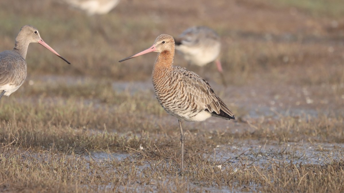 Black-tailed Godwit - ML548930341