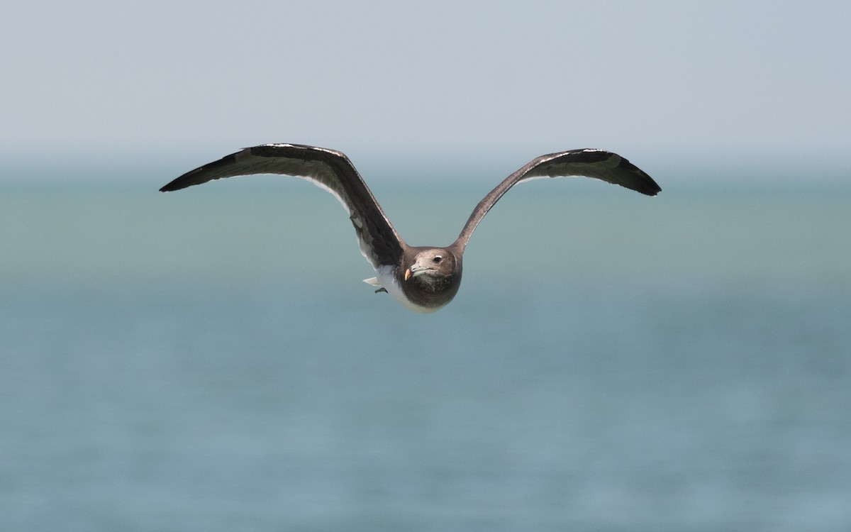 Sooty Gull - ML548931171