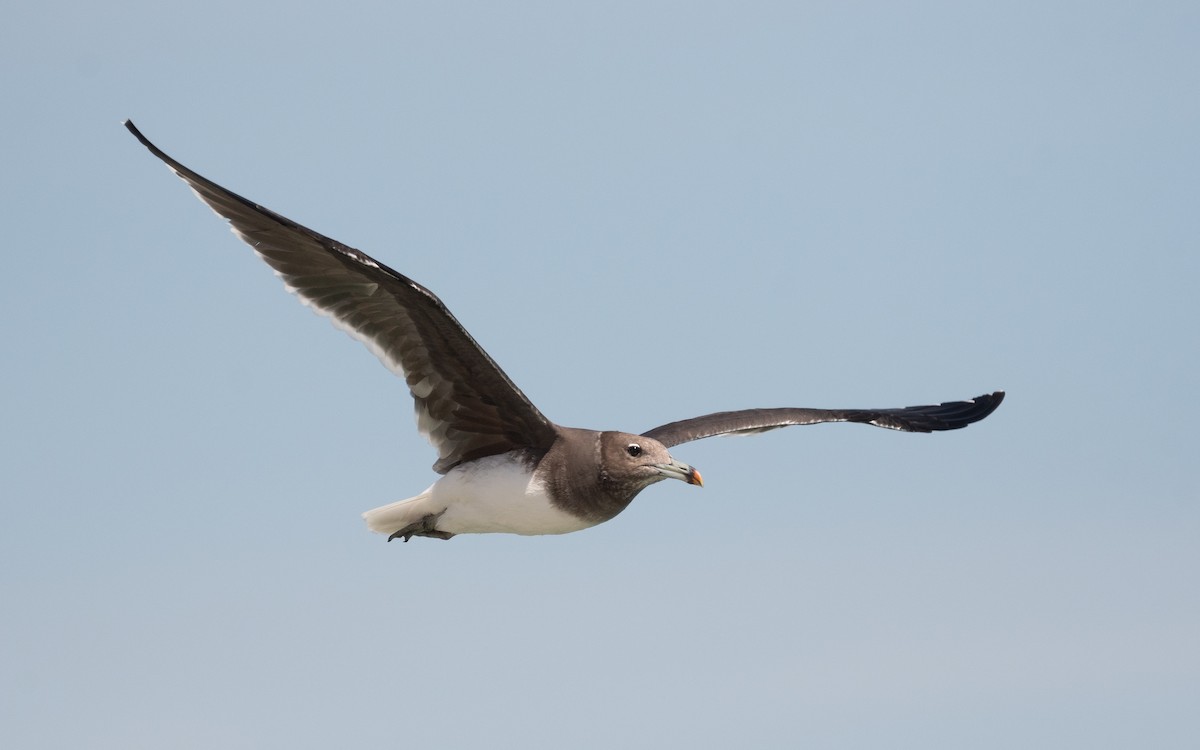 Sooty Gull - ML548931181