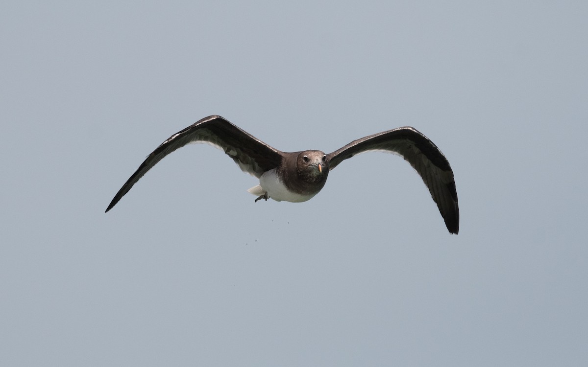 Sooty Gull - ML548931191