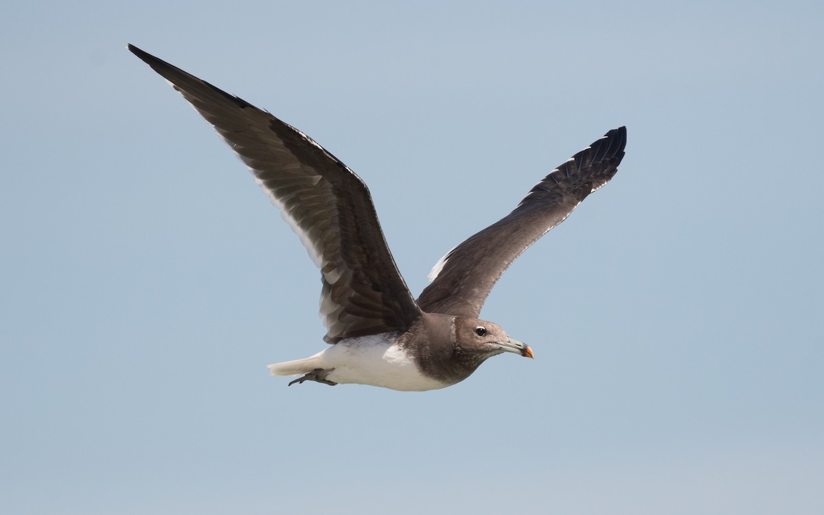 Sooty Gull - ML548931201