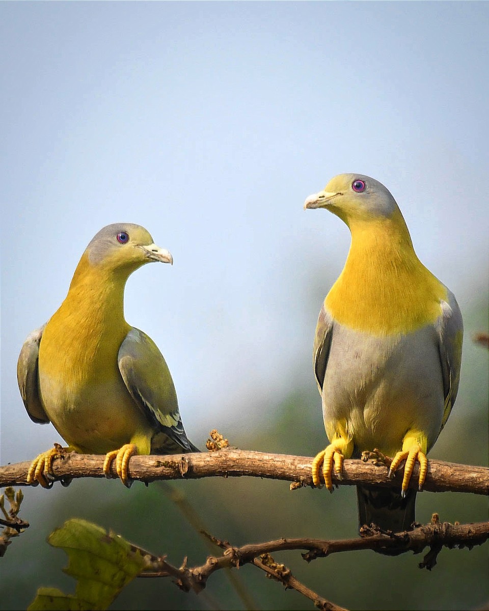 Yellow-footed Green-Pigeon - ML548931481