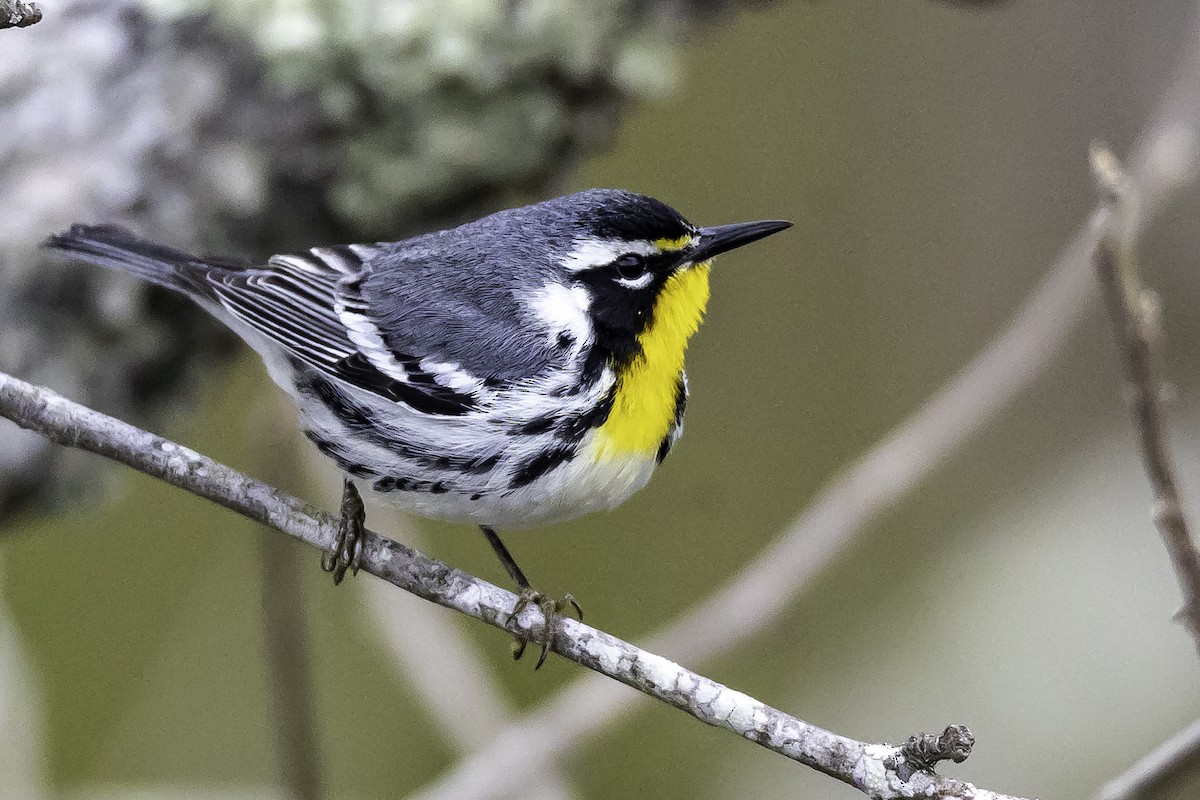 Yellow-throated Warbler - ML548931511