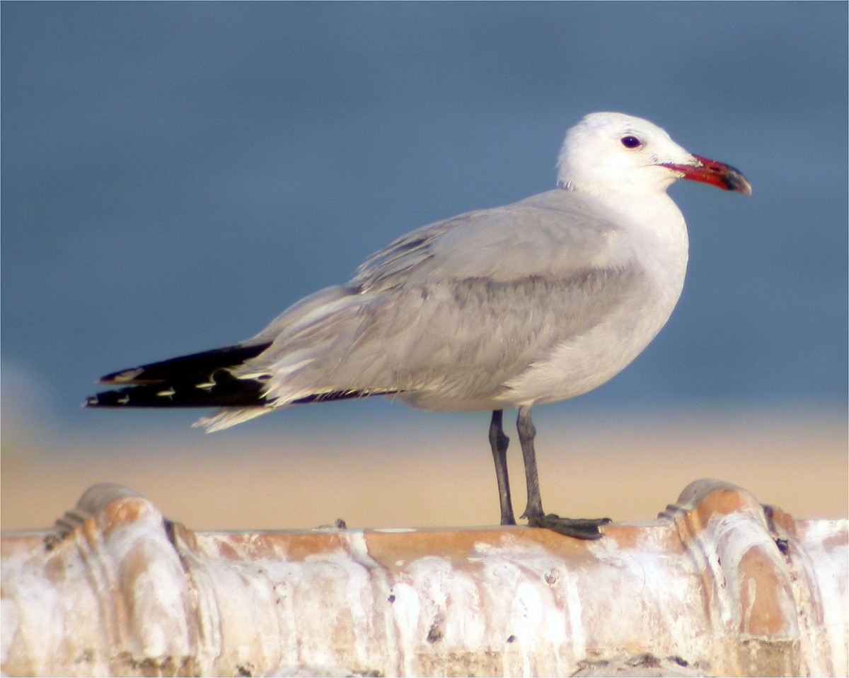 Audouin's Gull - Delfin Gonzalez