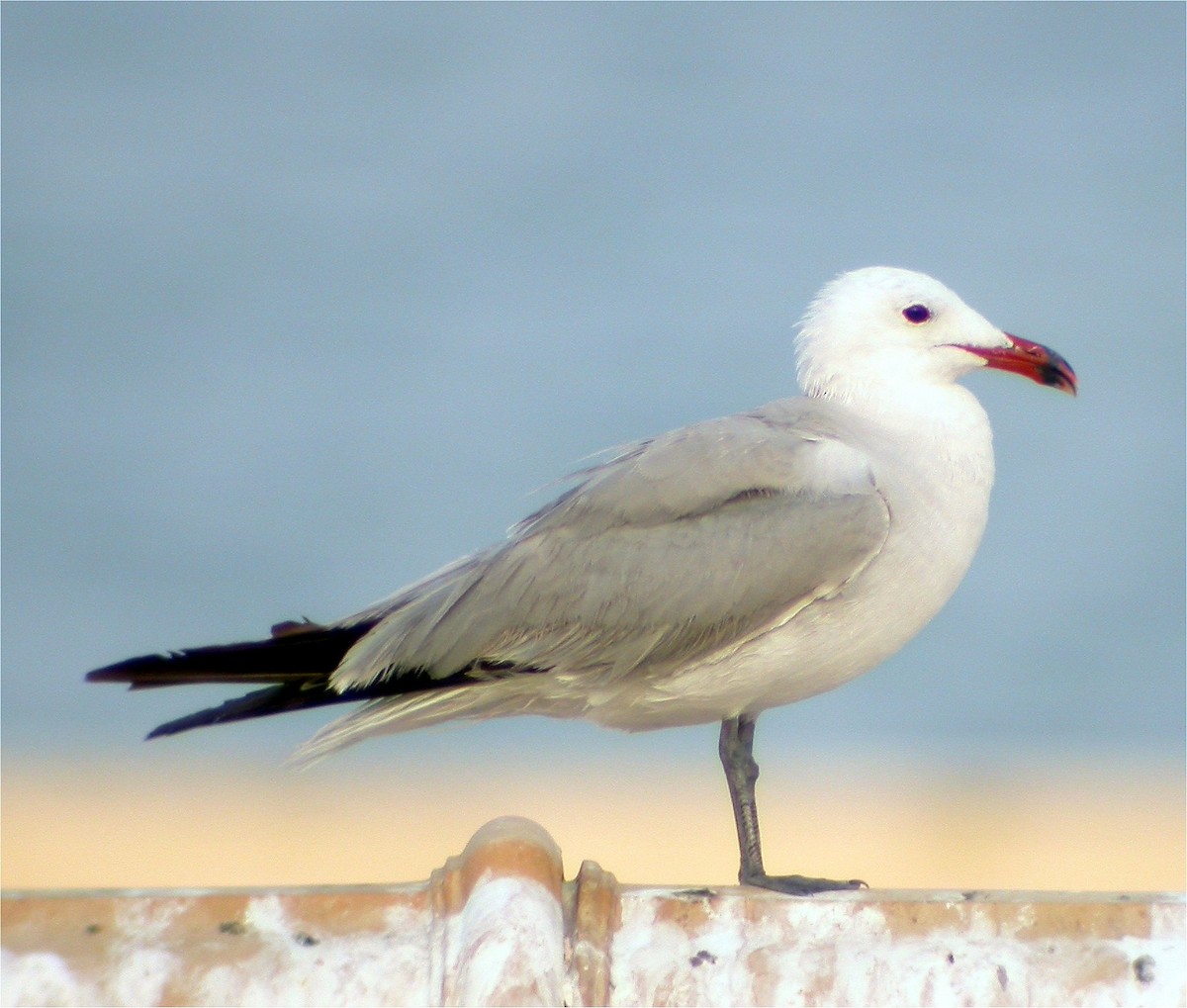 Audouin's Gull - ML548931701