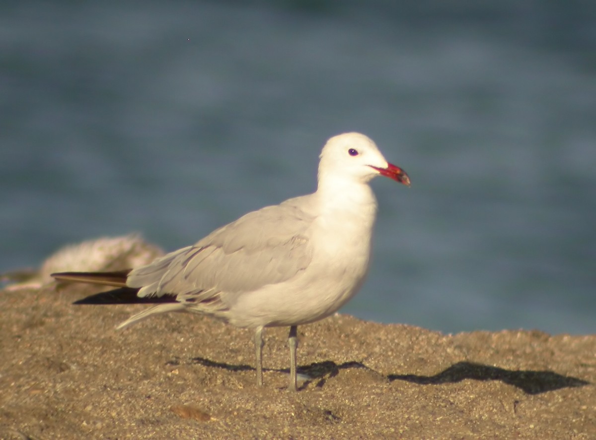 Audouin's Gull - ML548931721