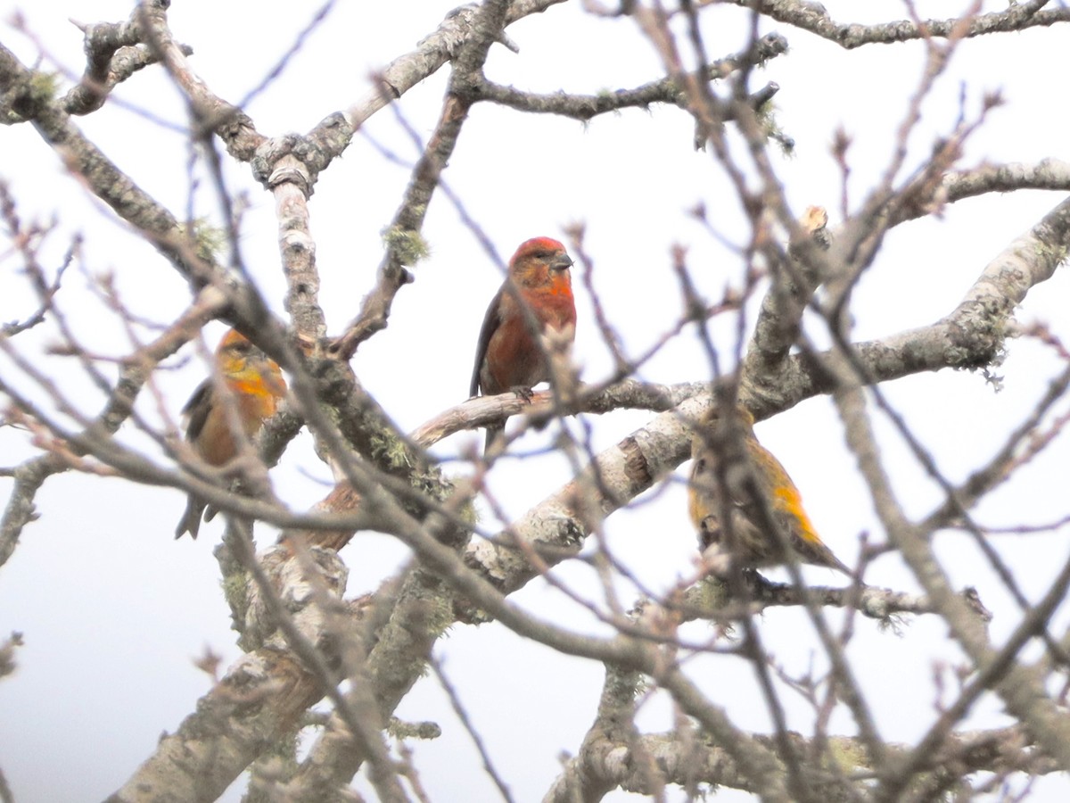 Red Crossbill - ML548931931