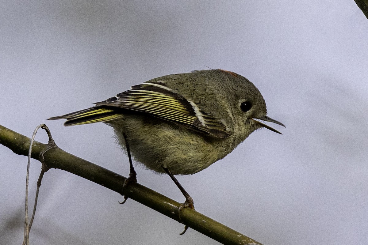 Ruby-crowned Kinglet - ML548932121