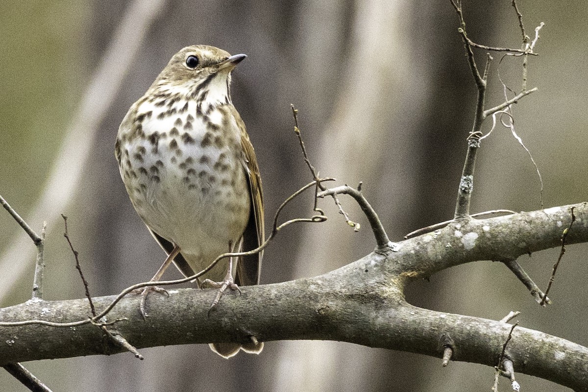 Hermit Thrush - ML548932551