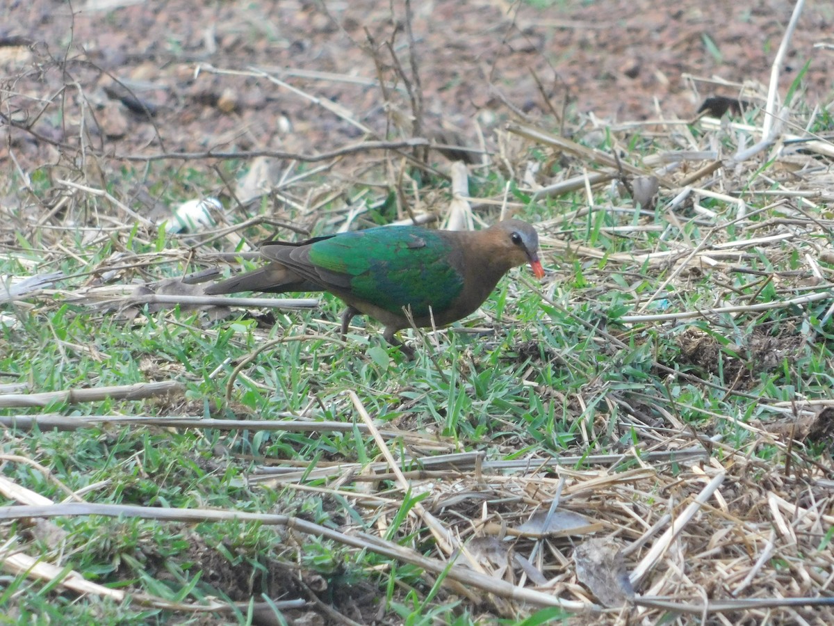 Asian Emerald Dove - ML548932631