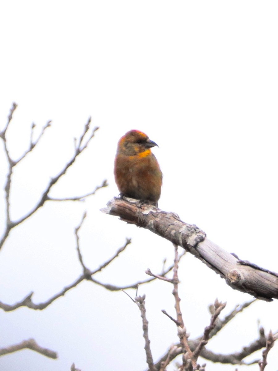 Red Crossbill - ML548932691