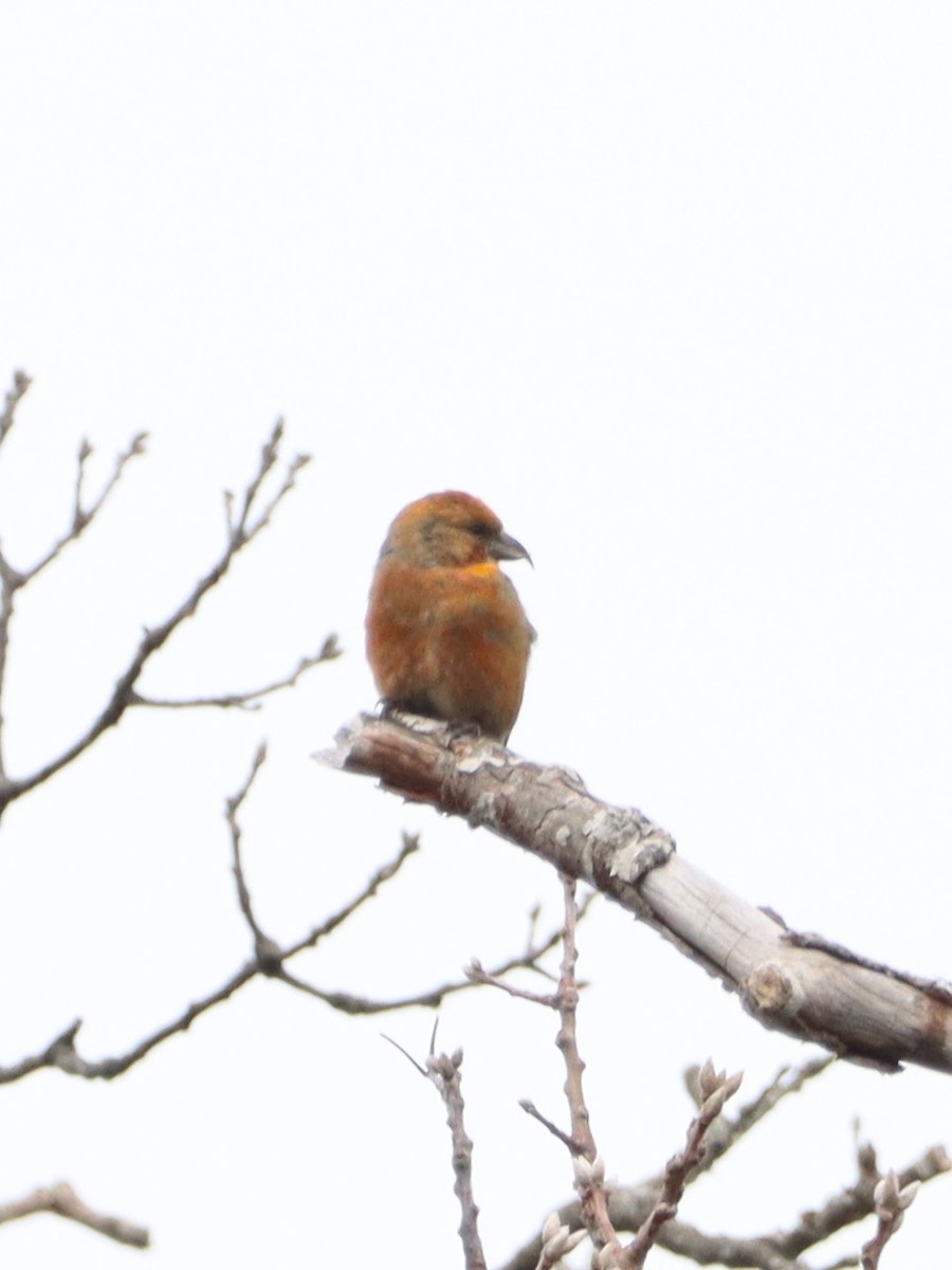 Red Crossbill - ML548932741