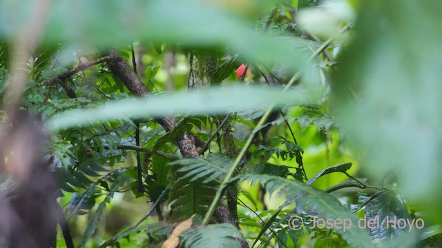 Black-headed Nightingale-Thrush - ML548933061