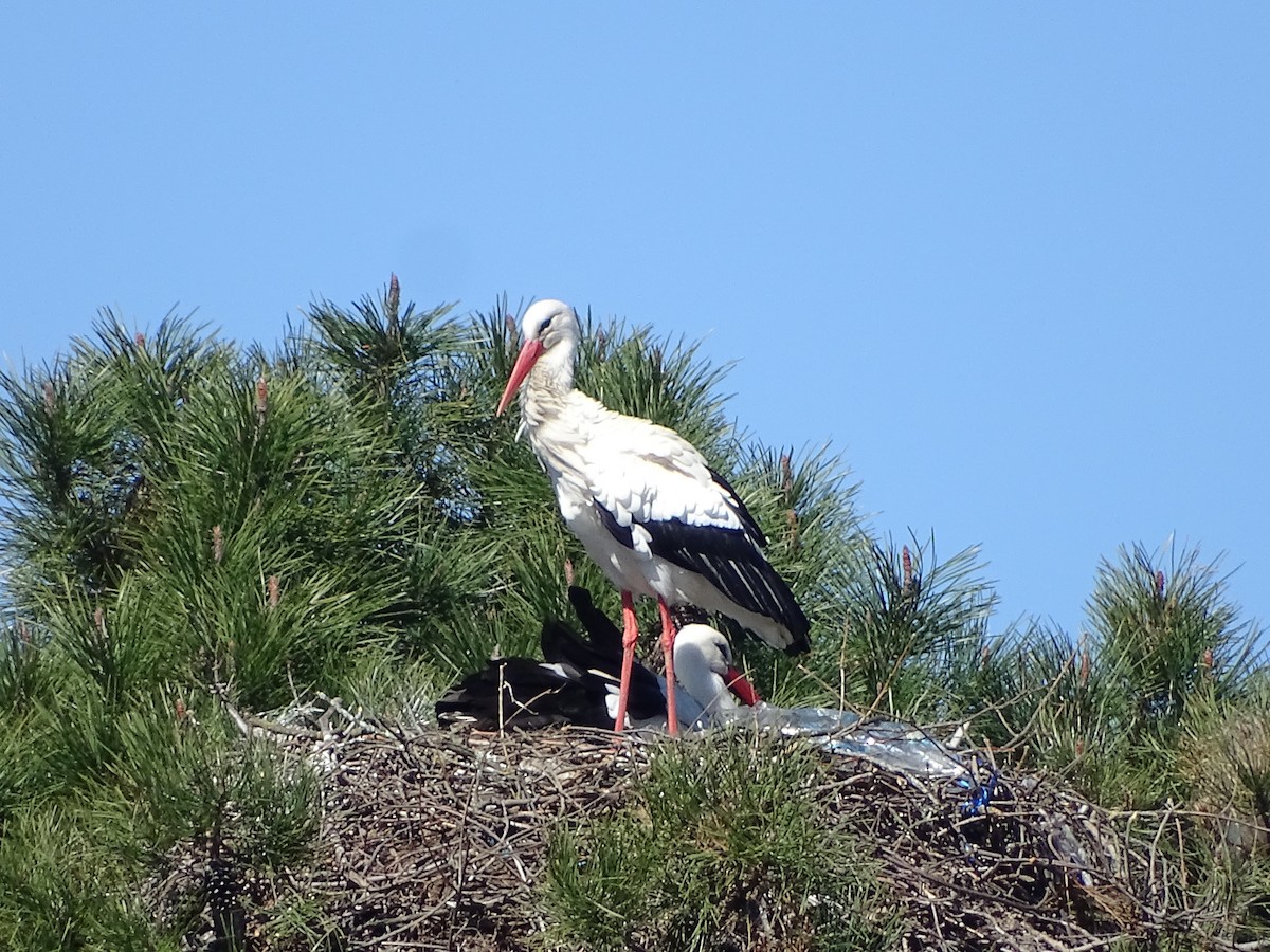 White Stork - ML548933111