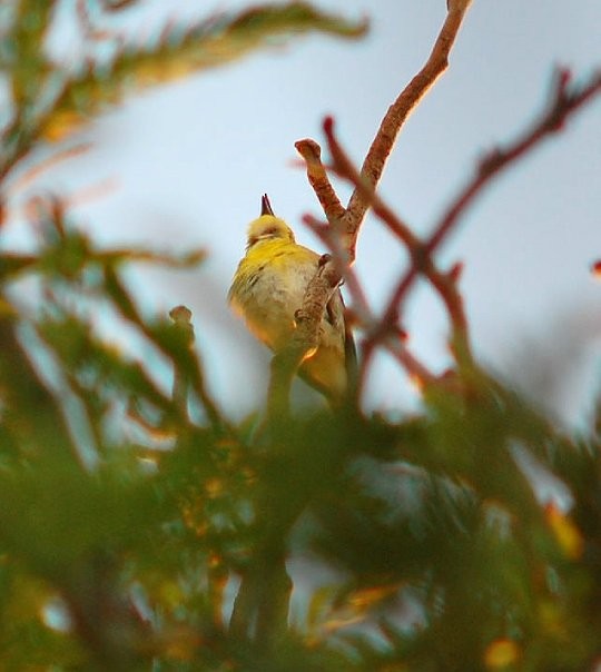 Vireo Gorjiamarillo - ML54893441