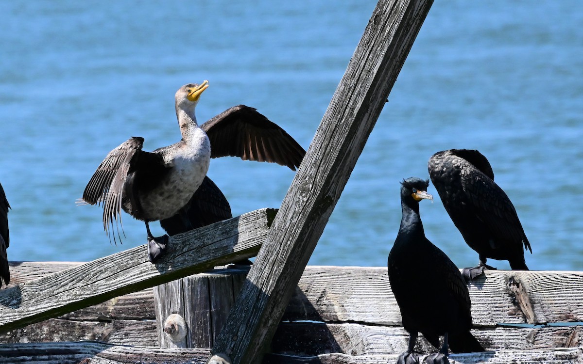 Cormoran à aigrettes - ML548934971