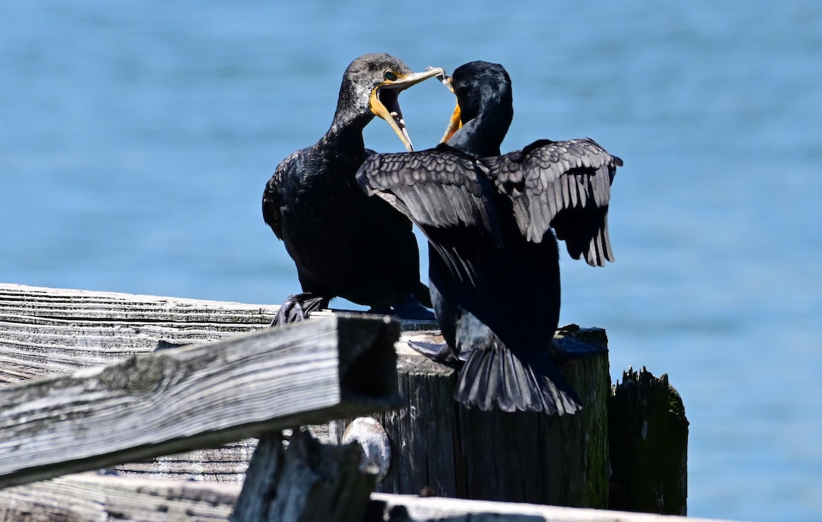 Cormorán Orejudo - ML548934991