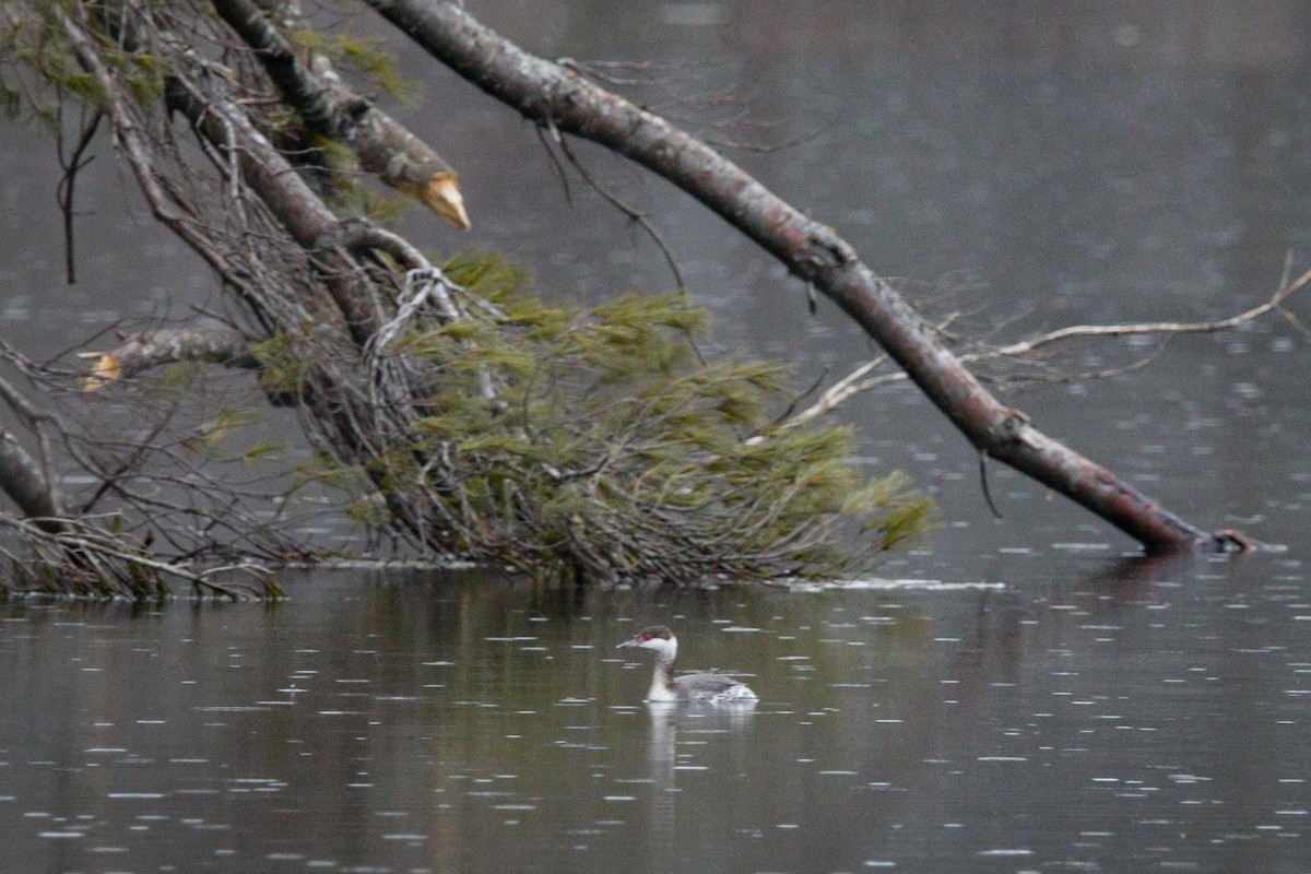 Horned Grebe - ML548935211