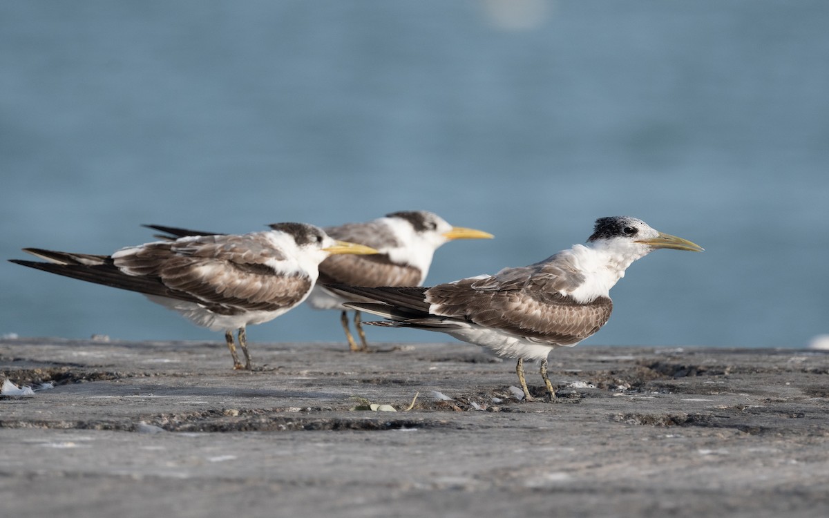 Great Crested Tern - ML548935661